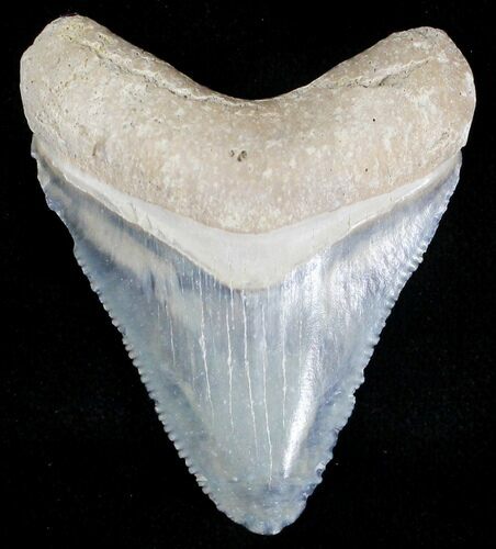 Serrated Bone Valley Megalodon Tooth #18468